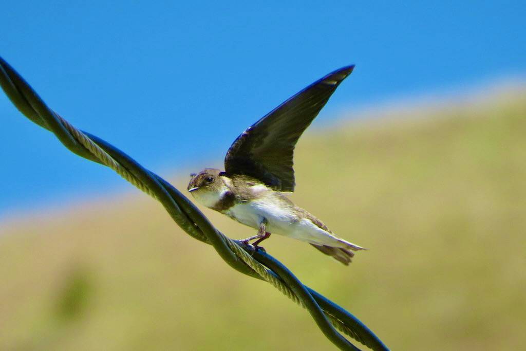 Bank Swallow |Zumwalt|OR | 2014-07-10at15-27-512 by Bettina Arrigoni is licensed under CC BY 2.0.